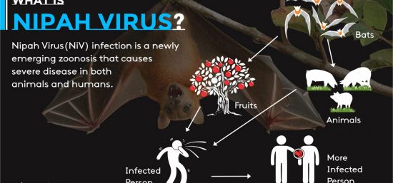 Nipah Virus: What is Nipah Virus, Symptoms & Nipah Virus precautions
